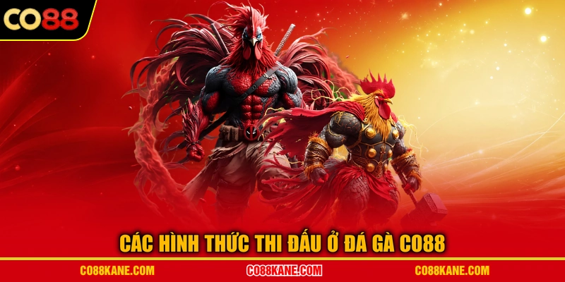 Các hình thức thi đấu ở đá gà CO88